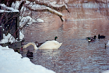 [foto 3-99-7-34 (size s)]