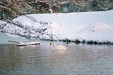 [foto 3-99-7-36 (size s)]